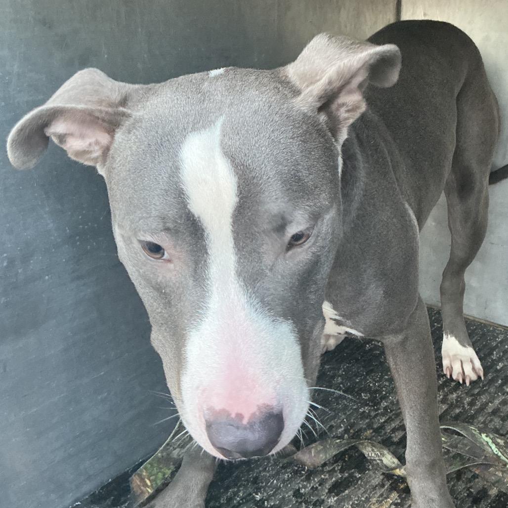 Finch P4P, Adoptable, Young Male Pit Bull Terrier.