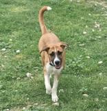 Enlarge Maple, an adopted mixed breed in Kirby, TX image 1/1