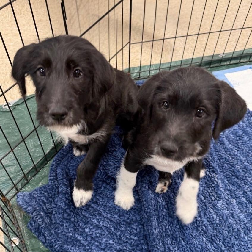 Keats, adoptable, Puppy Male Terrier.