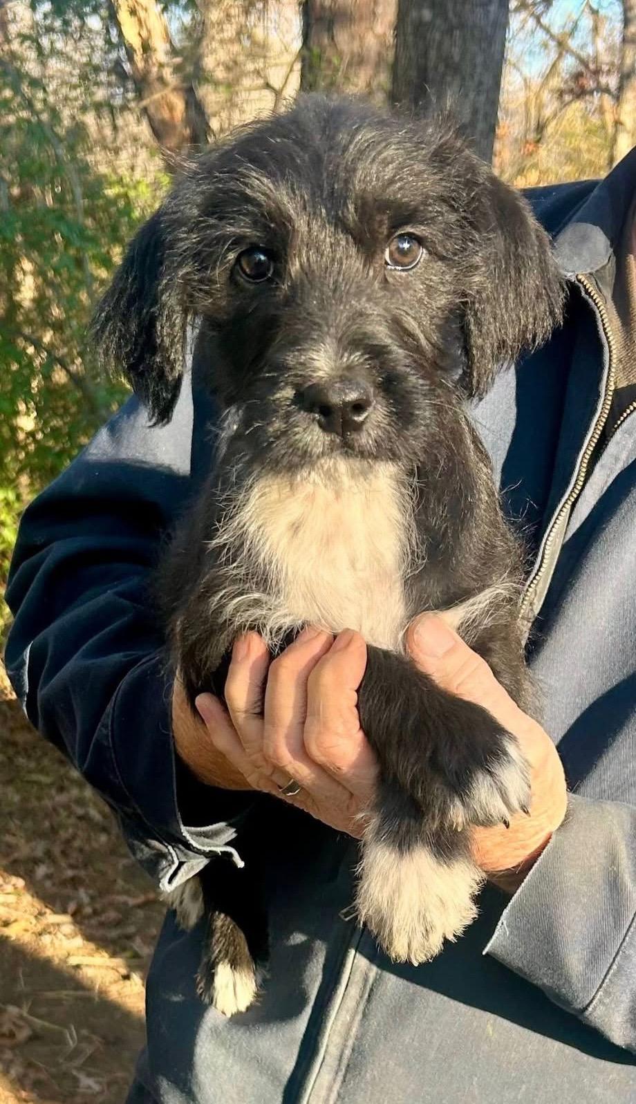 Keats, adoptable, Puppy Male Terrier.