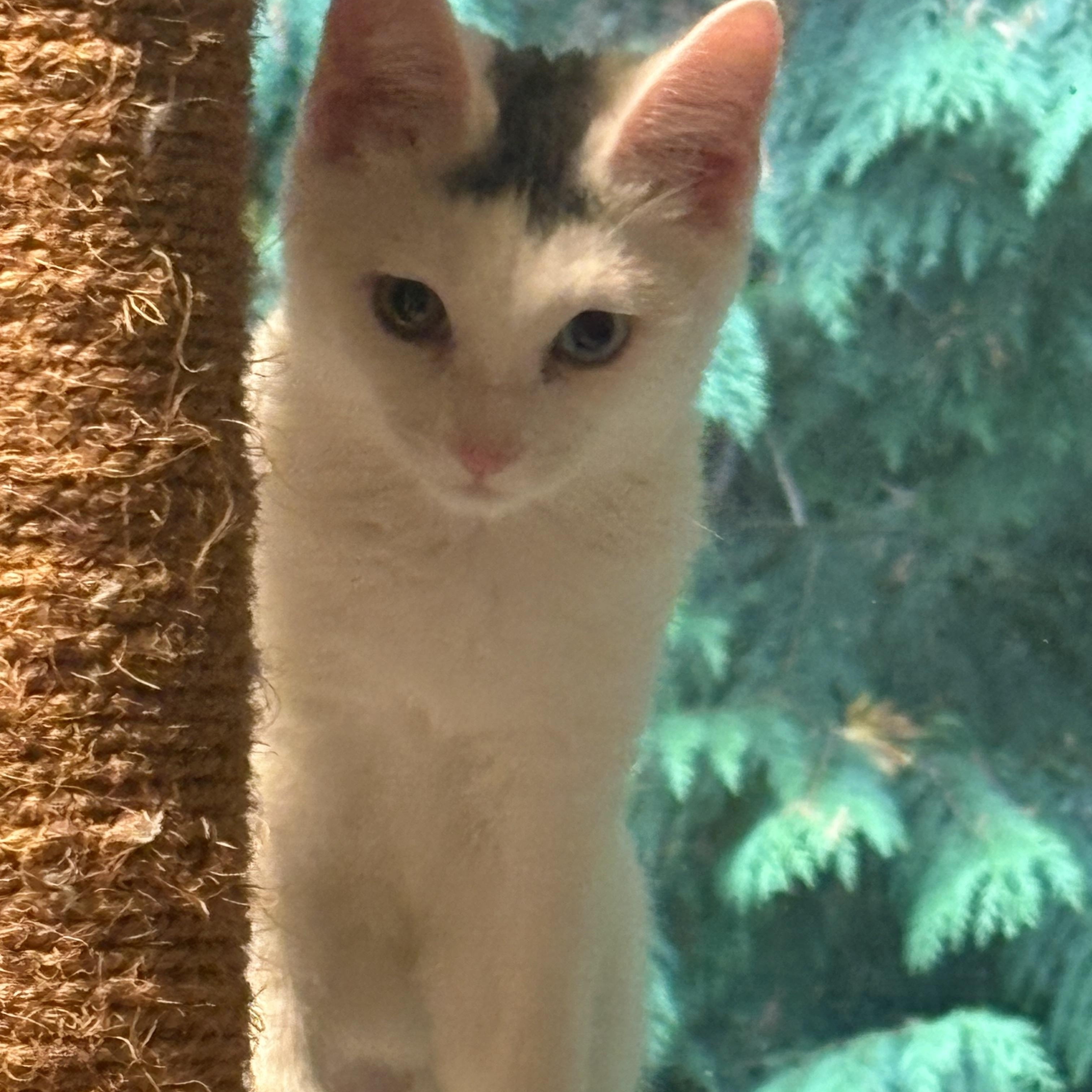 Enlarge Paloma, a Adoptable mixed breed in Woodinville, WA image 4/5