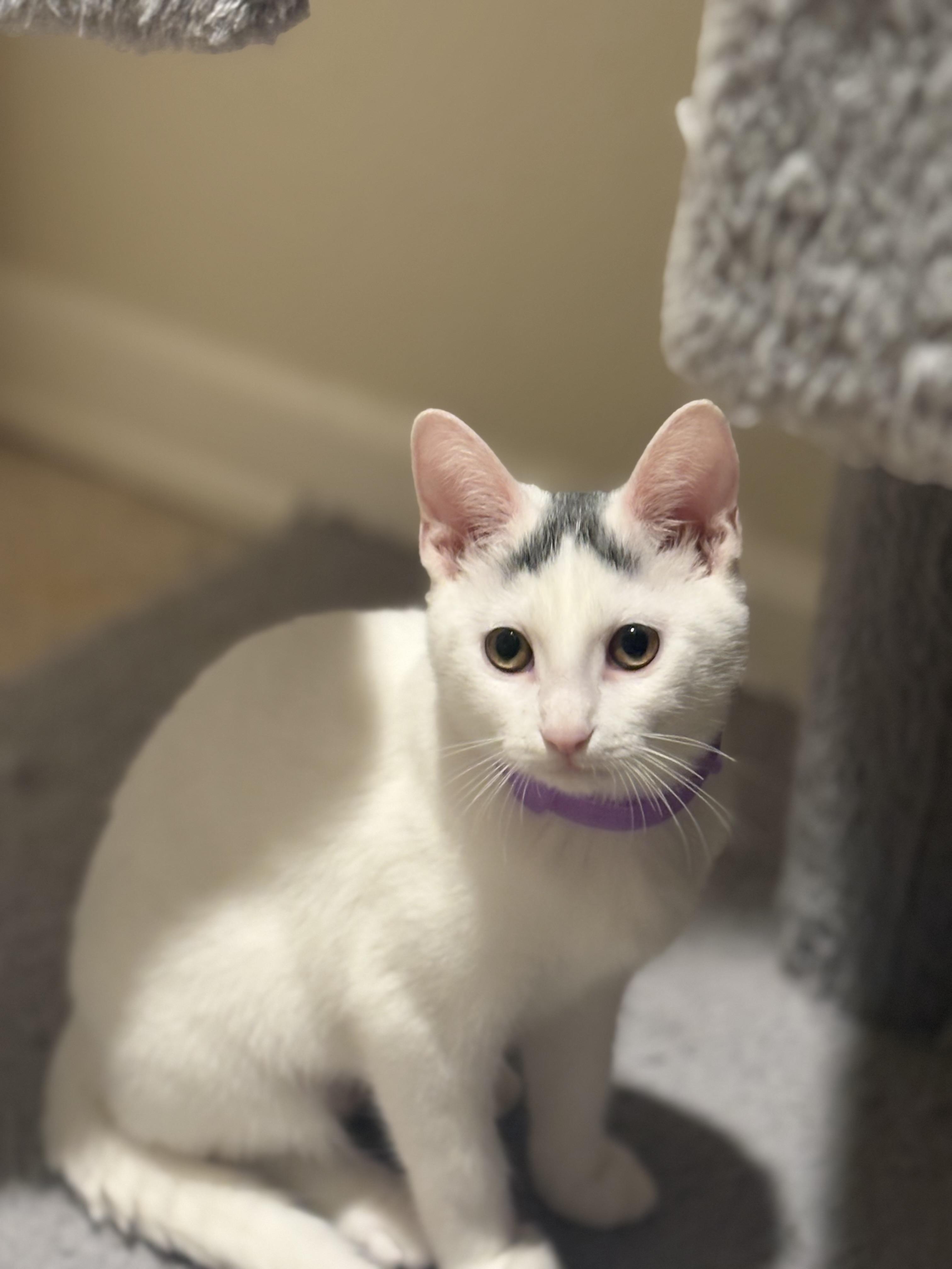 Enlarge Paloma, a Adoptable mixed breed in Woodinville, WA image 1/5