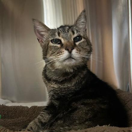 Tess, Adoptable, Senior Female Domestic Short Hair.