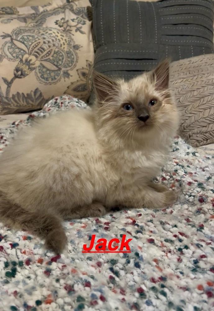 Enlarge Jack, a Adoptable mixed breed in Fern Park, FL image 1/2