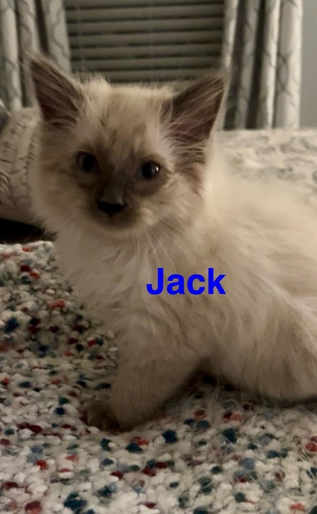 Enlarge Jack, a Adoptable mixed breed in Fern Park, FL image 2/2