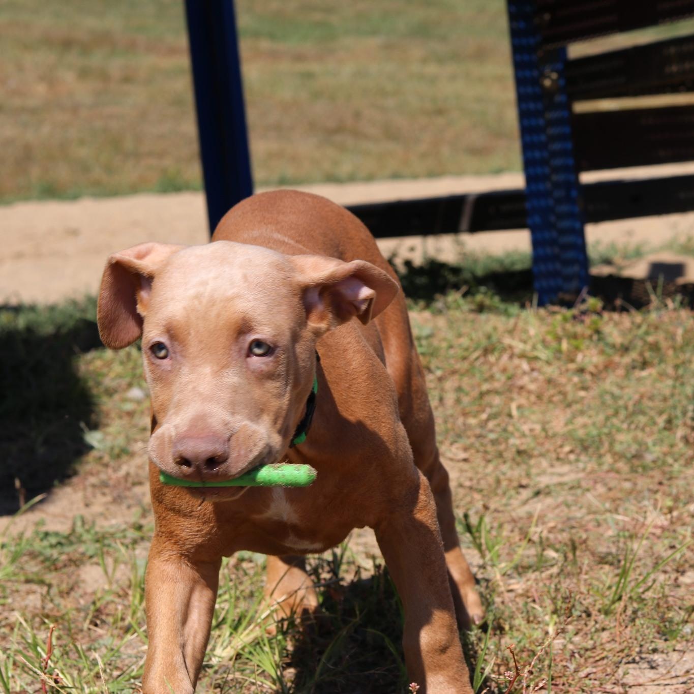 Enlarge Earl, a Adopted mixed breed in Cleveland, OH image 3/6
