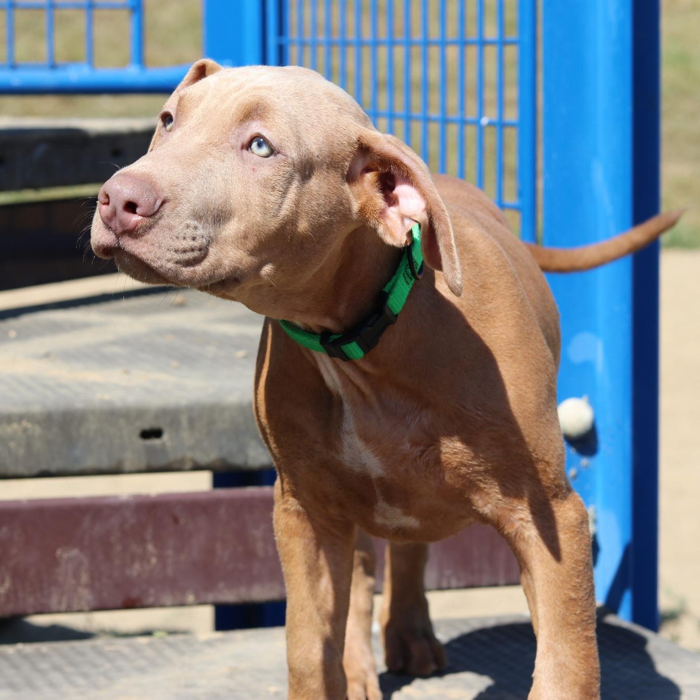 Enlarge Earl, a Adopted mixed breed in Cleveland, OH image 5/6
