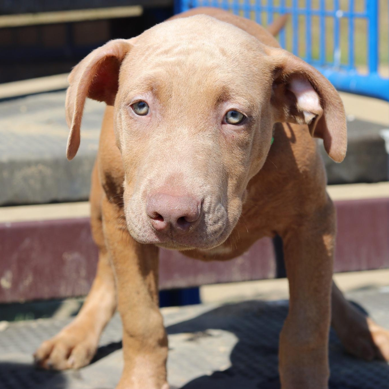Enlarge Earl, a Adopted mixed breed in Cleveland, OH image 4/6