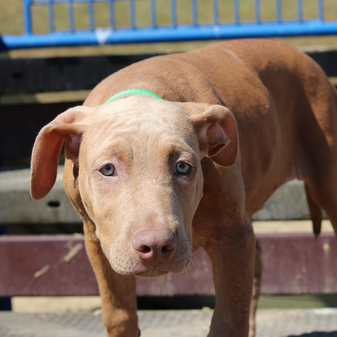 Enlarge Earl, a Adopted mixed breed in Cleveland, OH image 6/6