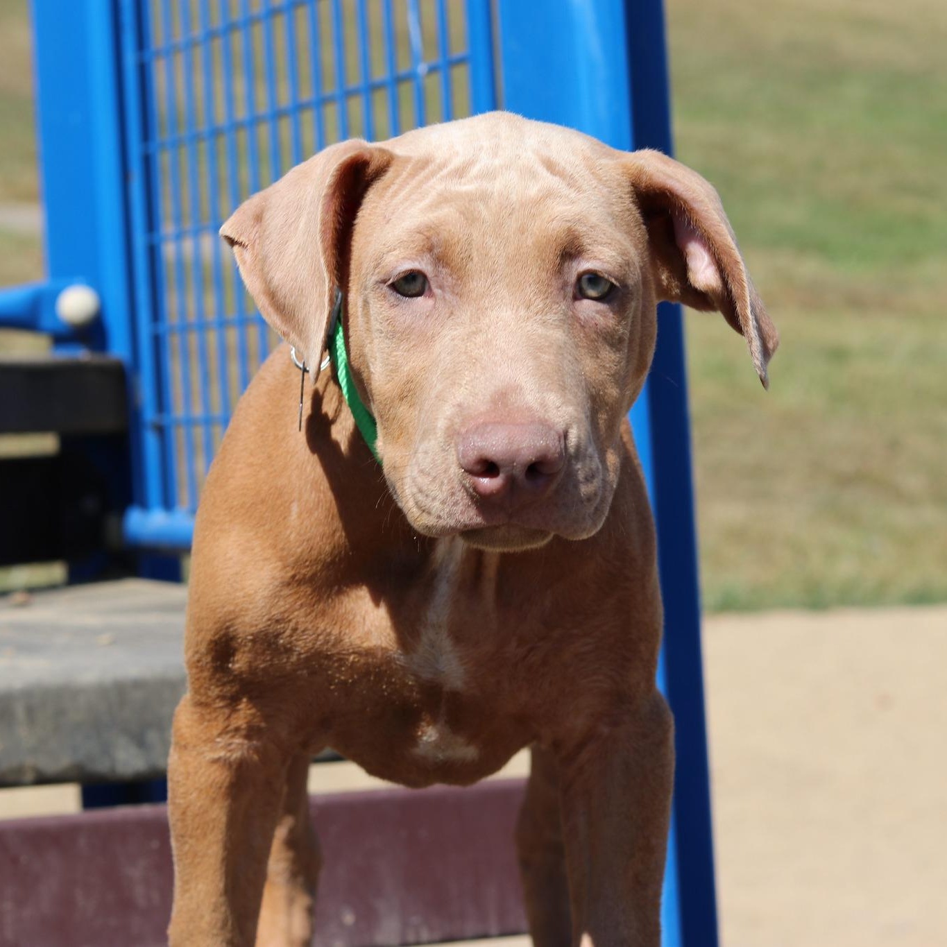 Enlarge Earl, a Adopted mixed breed in Cleveland, OH image 1/6