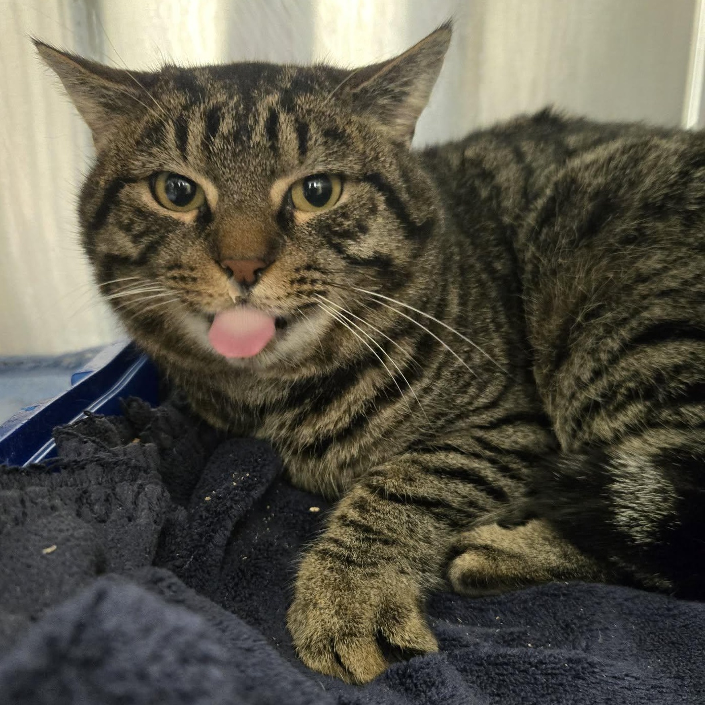 Earl Grey , a ADOPTABLE Domestic Short Hair in Binghamton, NY image 2/2