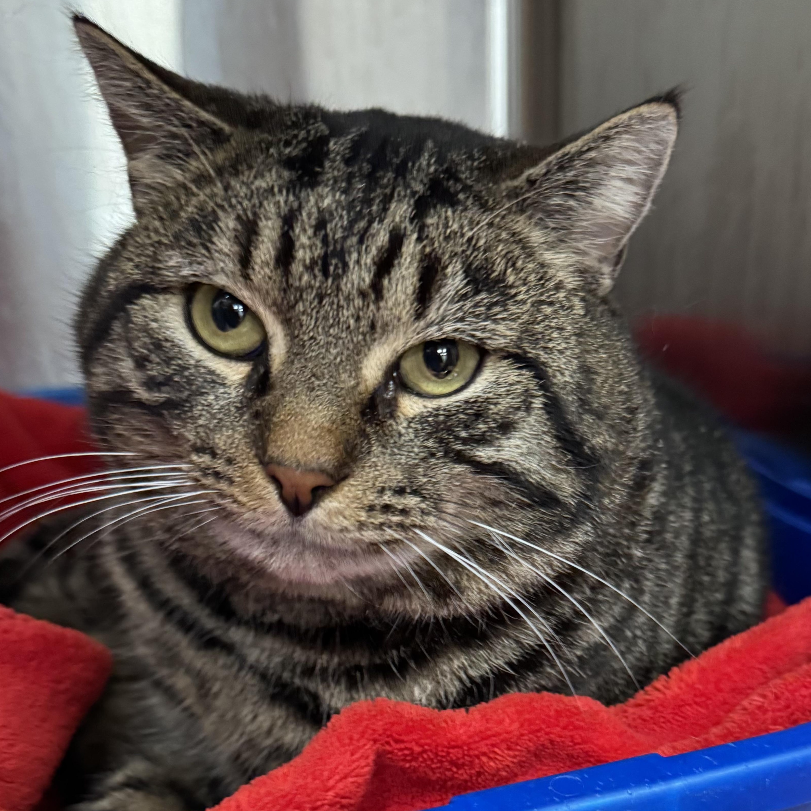 Earl Grey , a ADOPTABLE Domestic Short Hair in Binghamton, NY image 1/2