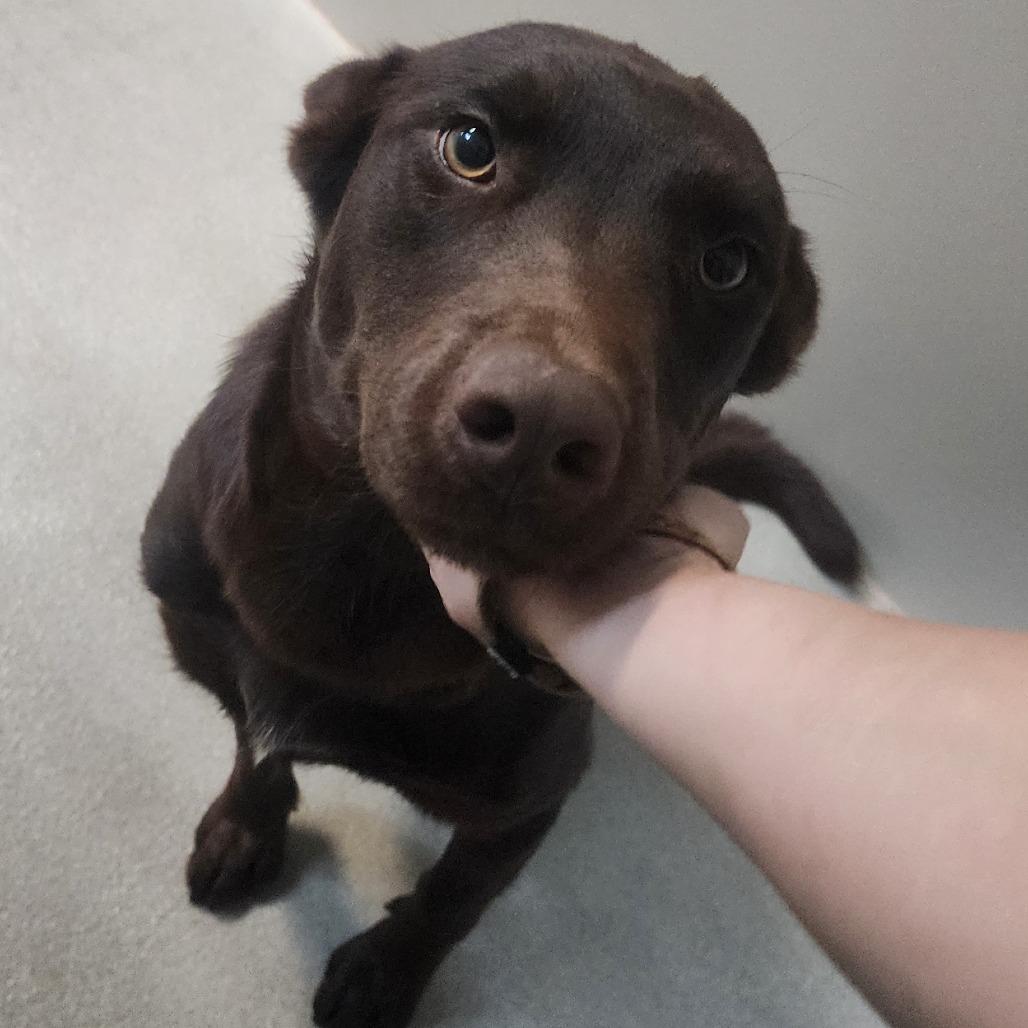 Frank, Adoptable, Adult Male Chocolate Labrador Retriever & Cattle Dog.
