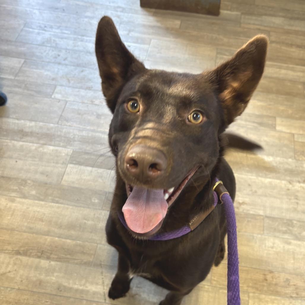 Frank, a Adoptable mixed breed in Redwood Valley, CA image 1/6