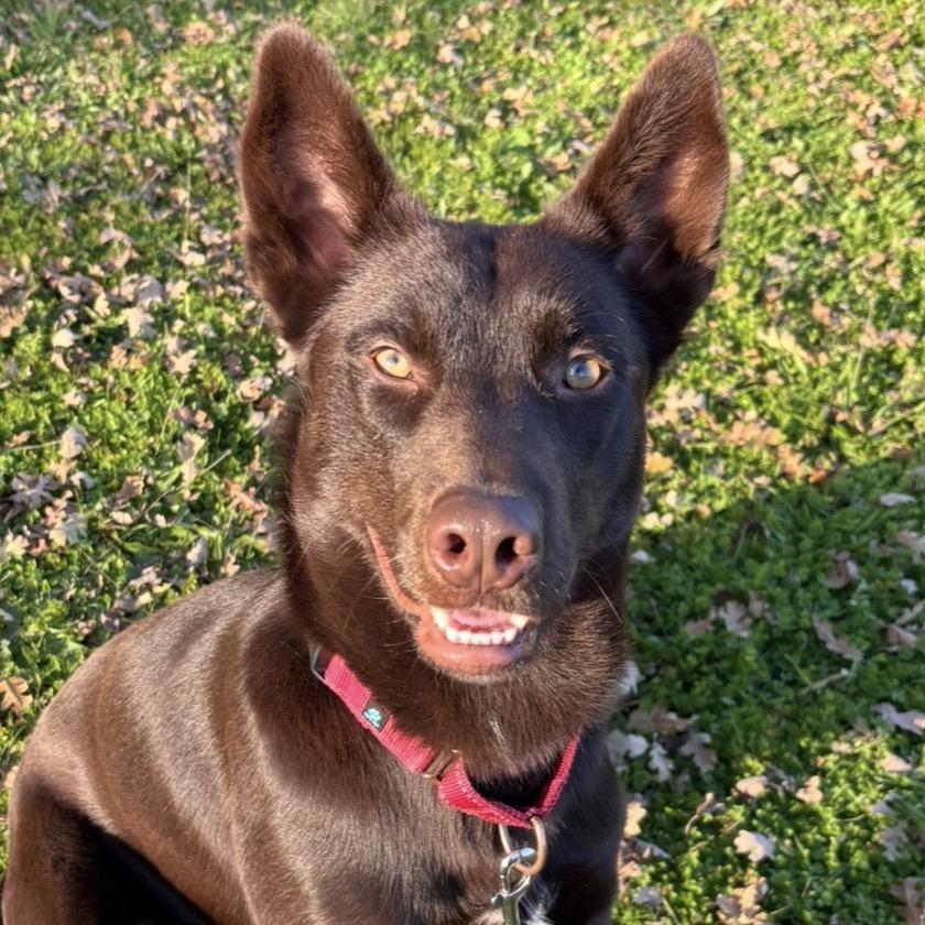 Frank, a Adoptable mixed breed in Redwood Valley, CA image 1/6