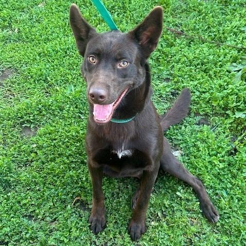 Frank, a Adoptable mixed breed in Redwood Valley, CA image 2/6