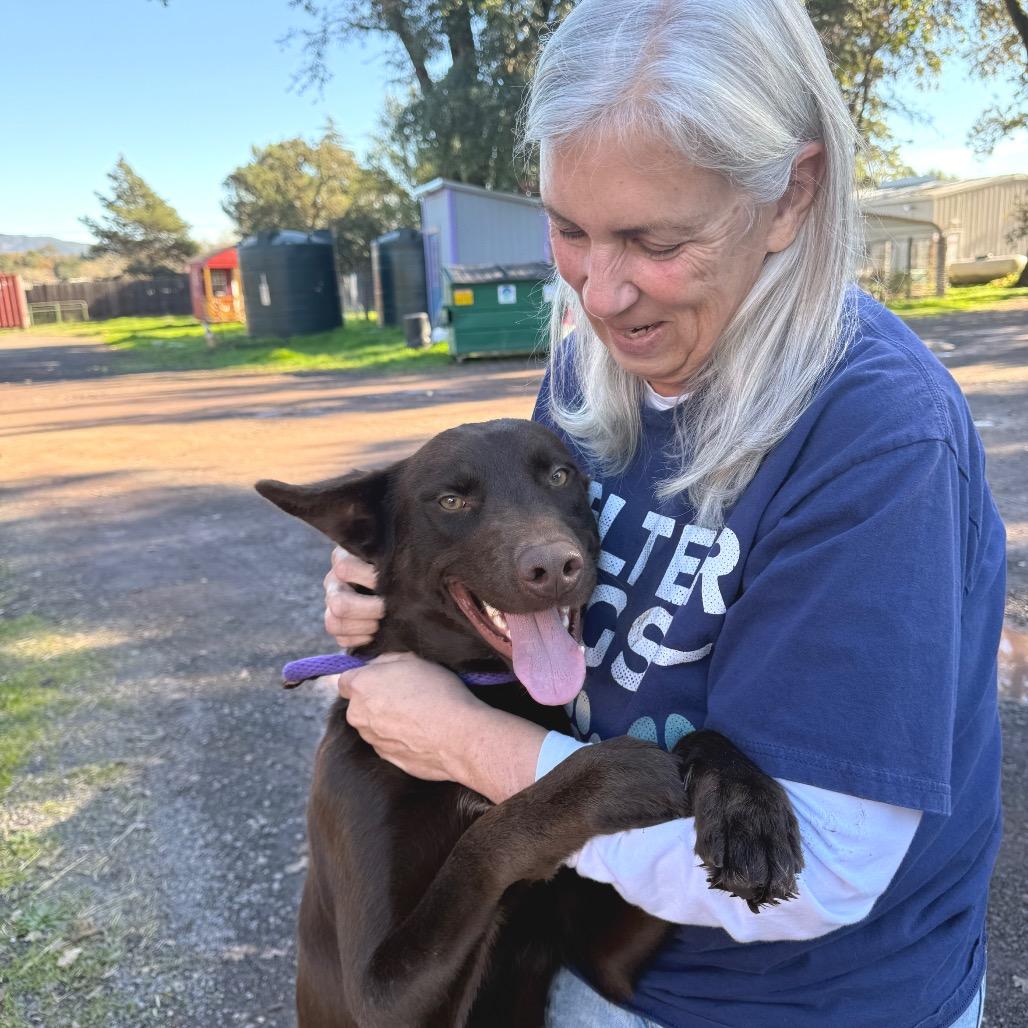 Frank, a Adoptable mixed breed in Redwood Valley, CA image 5/6