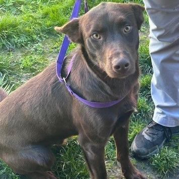Frank, a Adoptable mixed breed in Redwood Valley, CA image 6/6