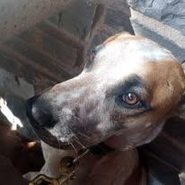 Boba, a Adoptable mixed breed in San Juan Bautista, CA image 2/6