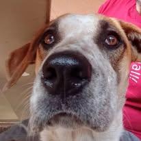 Boba, a Adoptable mixed breed in San Juan Bautista, CA image 1/6