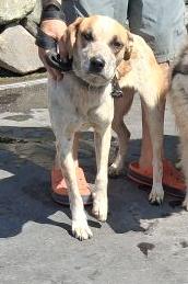 Boba, a Adoptable mixed breed in San Juan Bautista, CA image 3/6