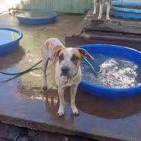 Boba, a Adoptable mixed breed in San Juan Bautista, CA image 4/6