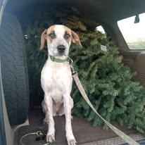 Boba, a Adoptable mixed breed in San Juan Bautista, CA image 6/6