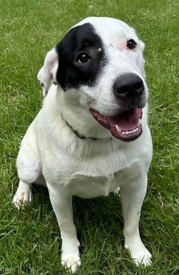 Enlarge NEWTON, a Adoptable mixed breed in Crossville, TN image 2/3