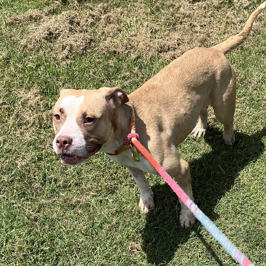Olive, Adopted, Adult Female Pit Bull Terrier.