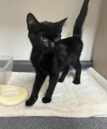 Sage, Adoptable, Young Female Domestic Short Hair.