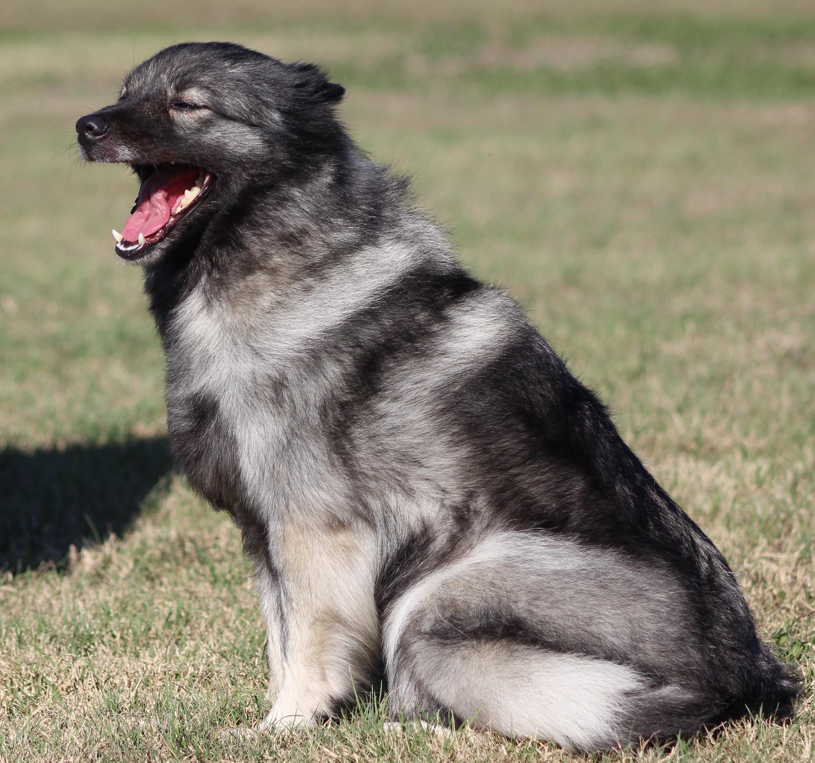 Enlarge Sophia, an adopted Keeshond in Temple, TX image 5/6