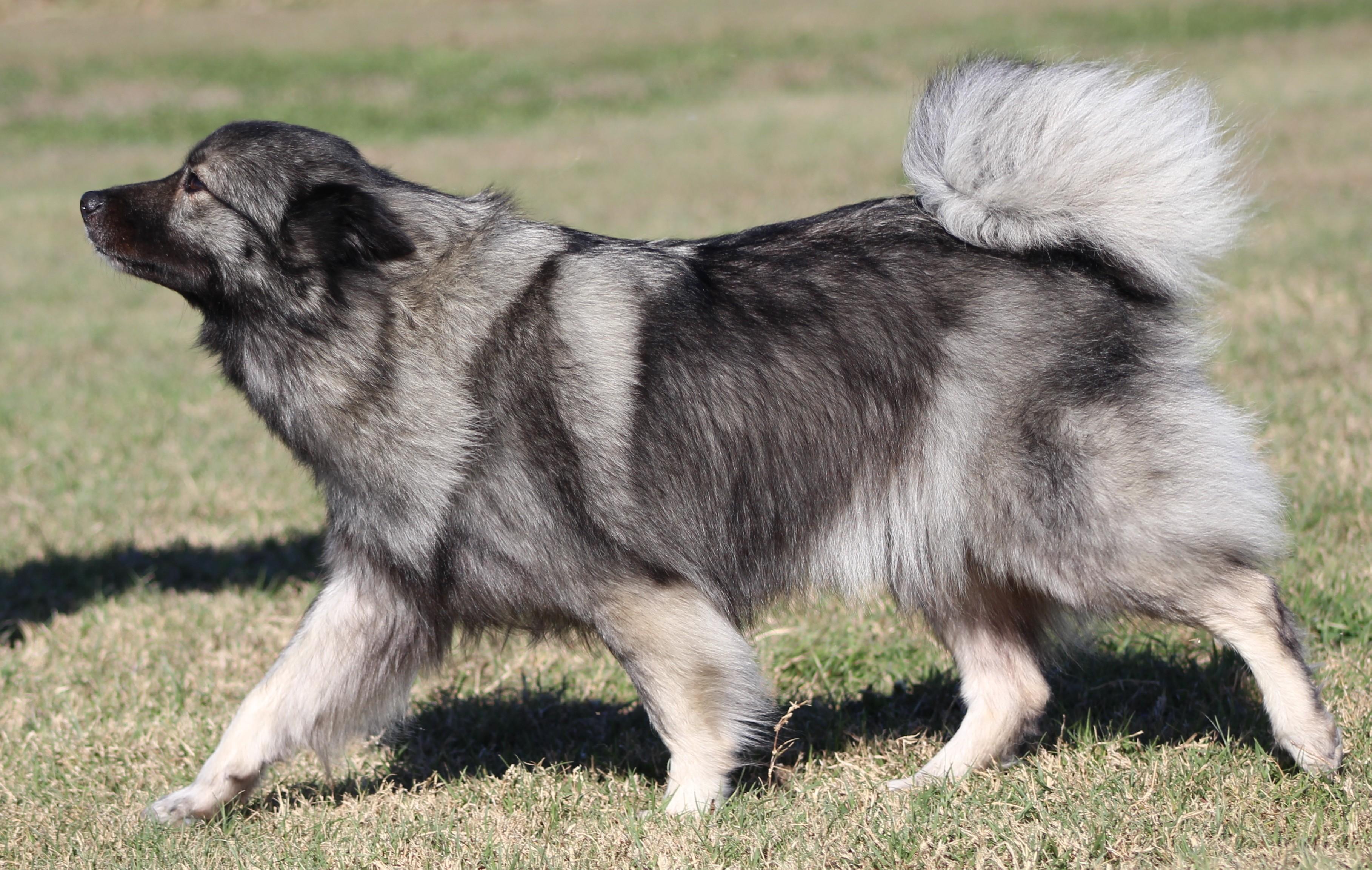 Enlarge Sophia, an adopted Keeshond in Temple, TX image 3/6
