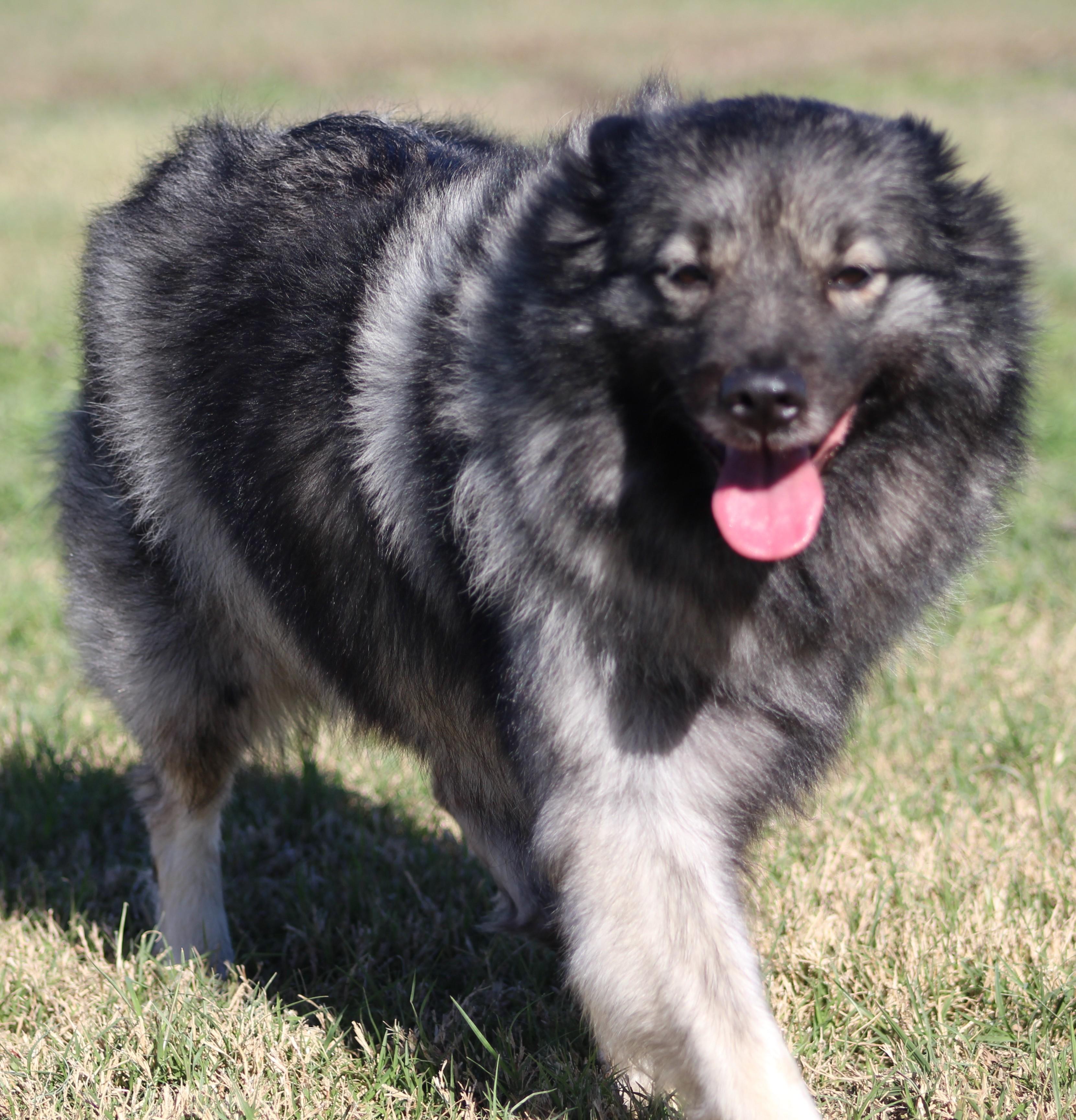 Enlarge Sophia, an adopted Keeshond in Temple, TX image 2/6