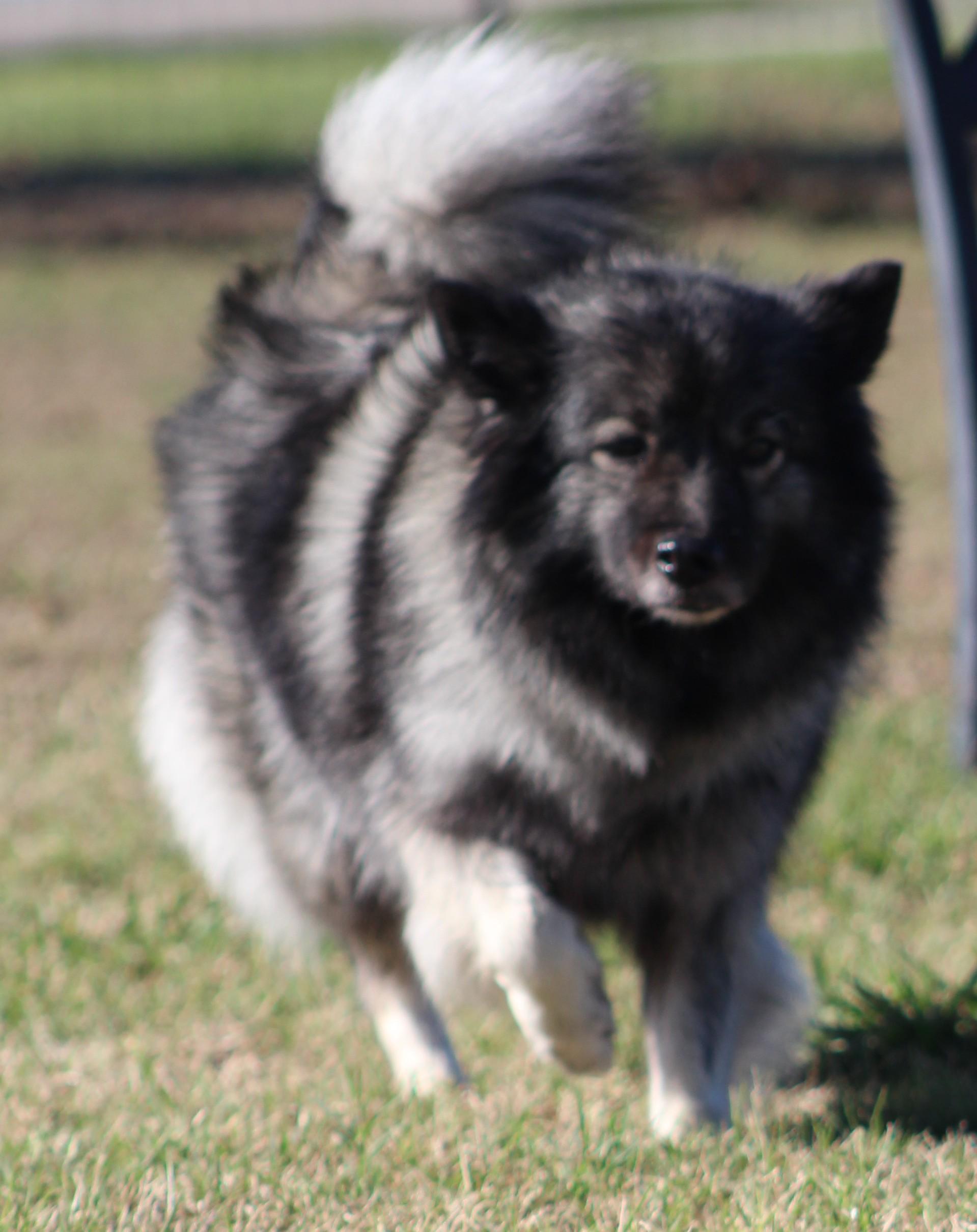Sophia, adopted, Adult Female Keeshond.
