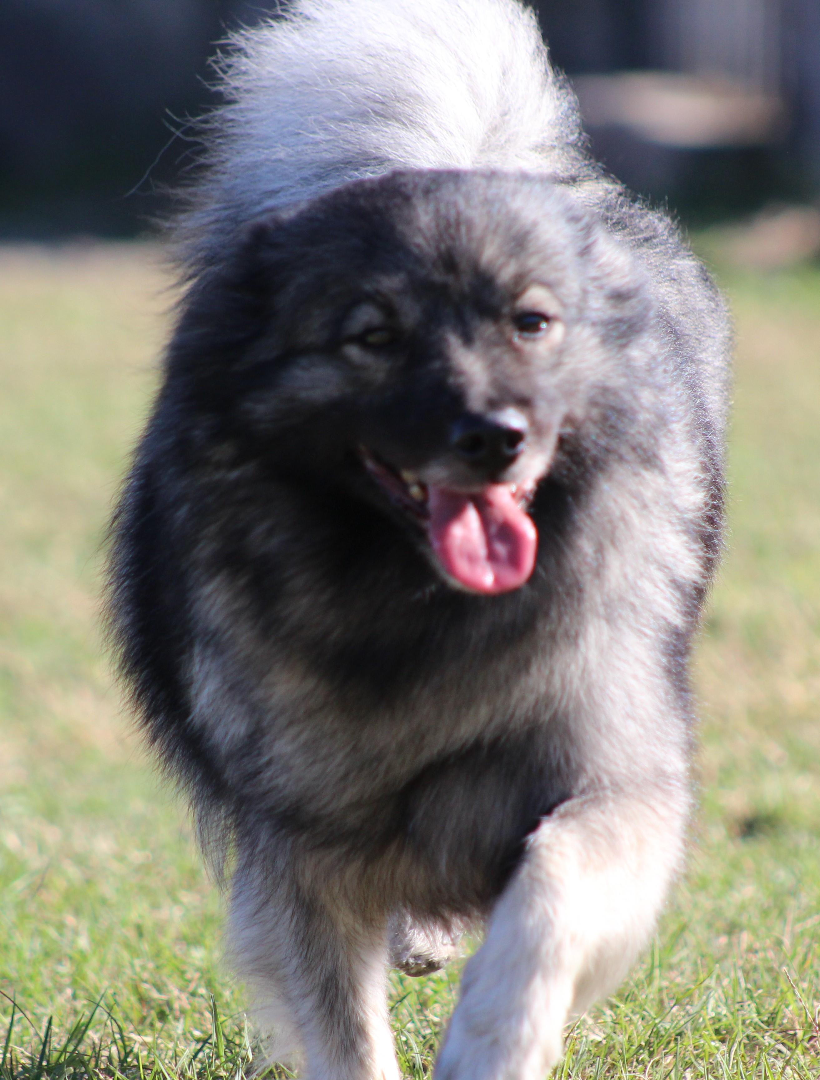 Enlarge Sophia, an adopted Keeshond in Temple, TX image 4/6