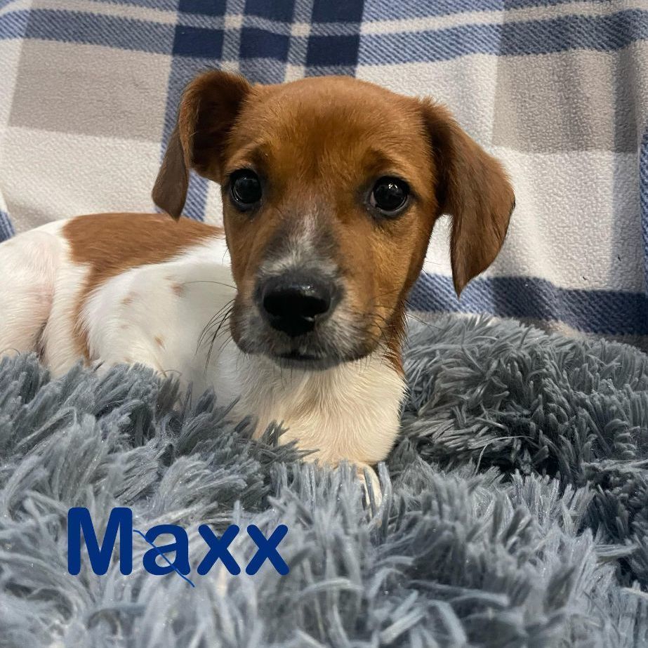 MAXX