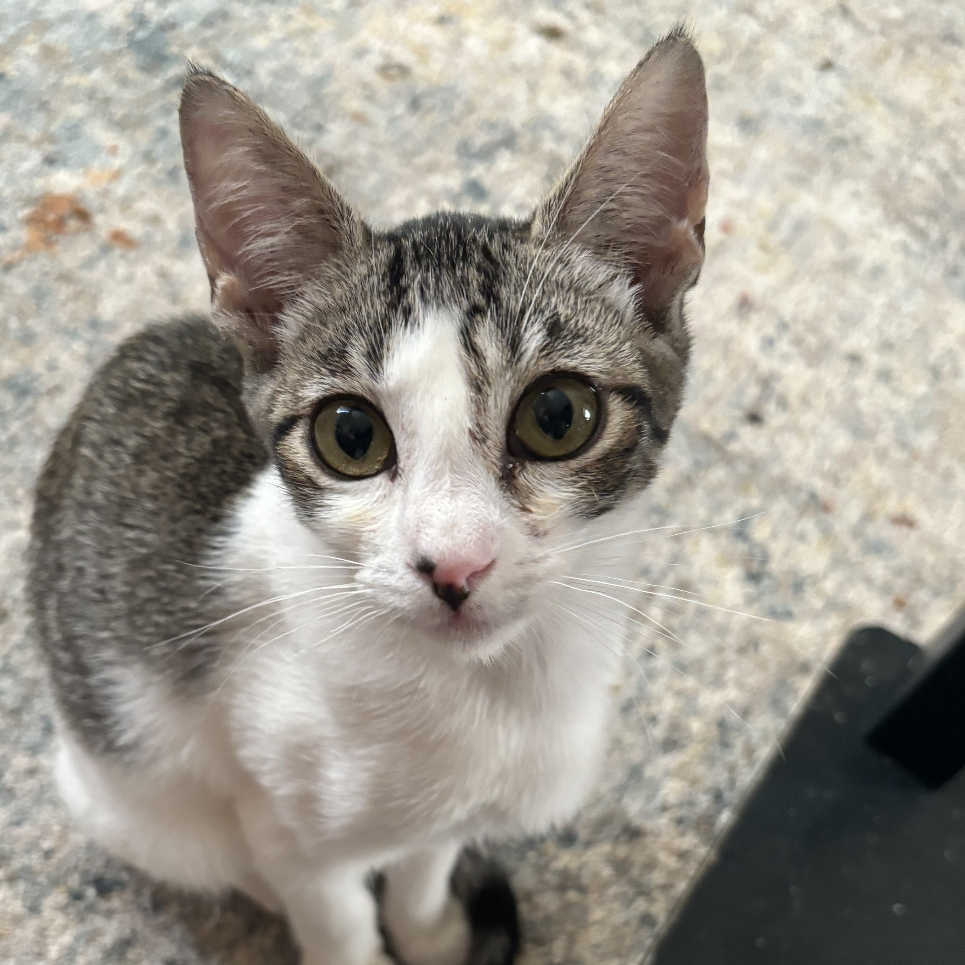 Queen Bee, a Adoptable American Shorthair in Wildomar, CA image 1/4