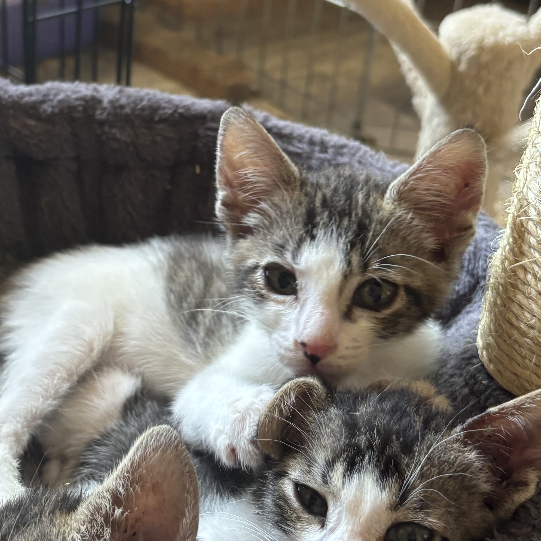 Queen Bee, a Adoptable American Shorthair in Wildomar, CA image 3/4
