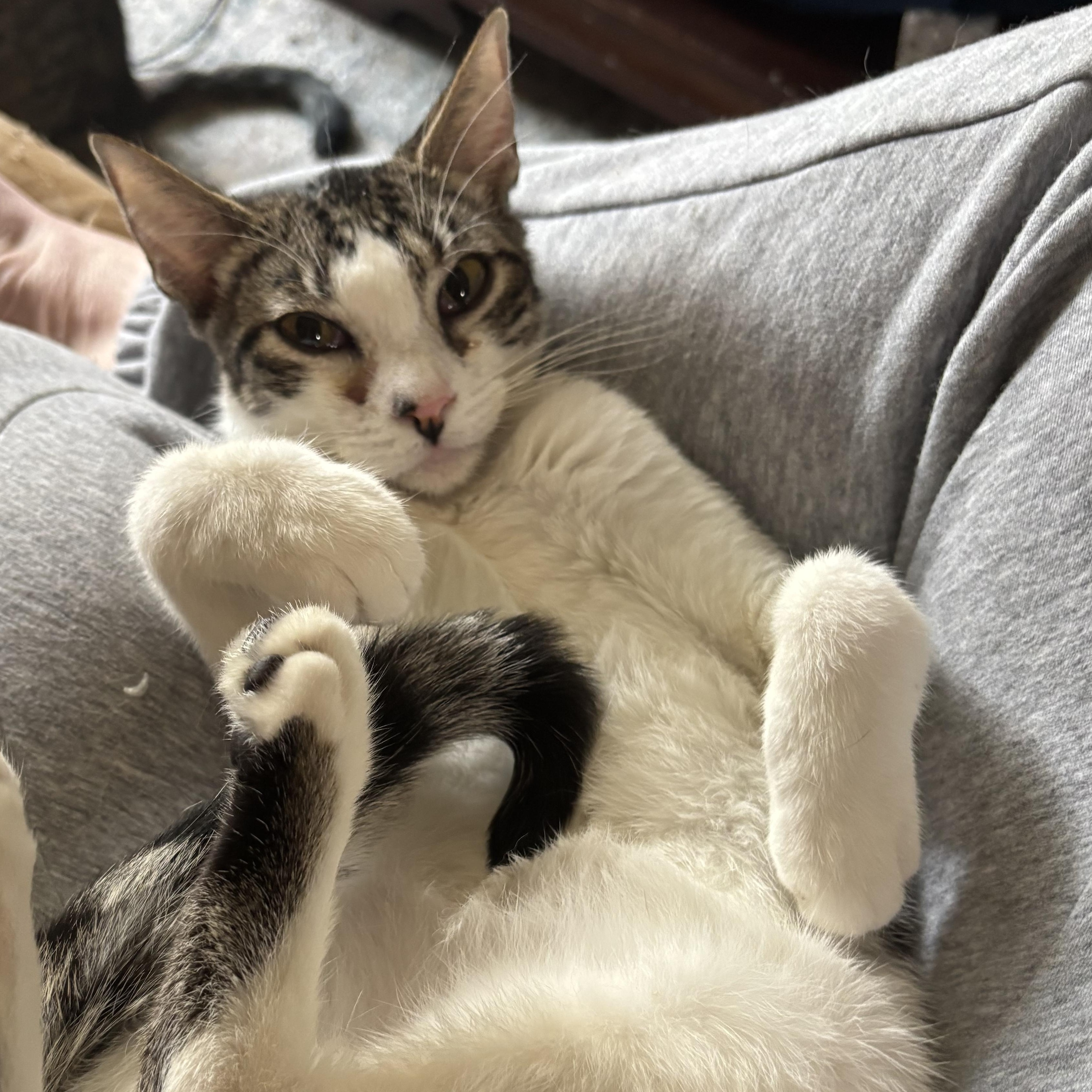 Queen Bee, a Adoptable American Shorthair in Wildomar, CA image 2/4