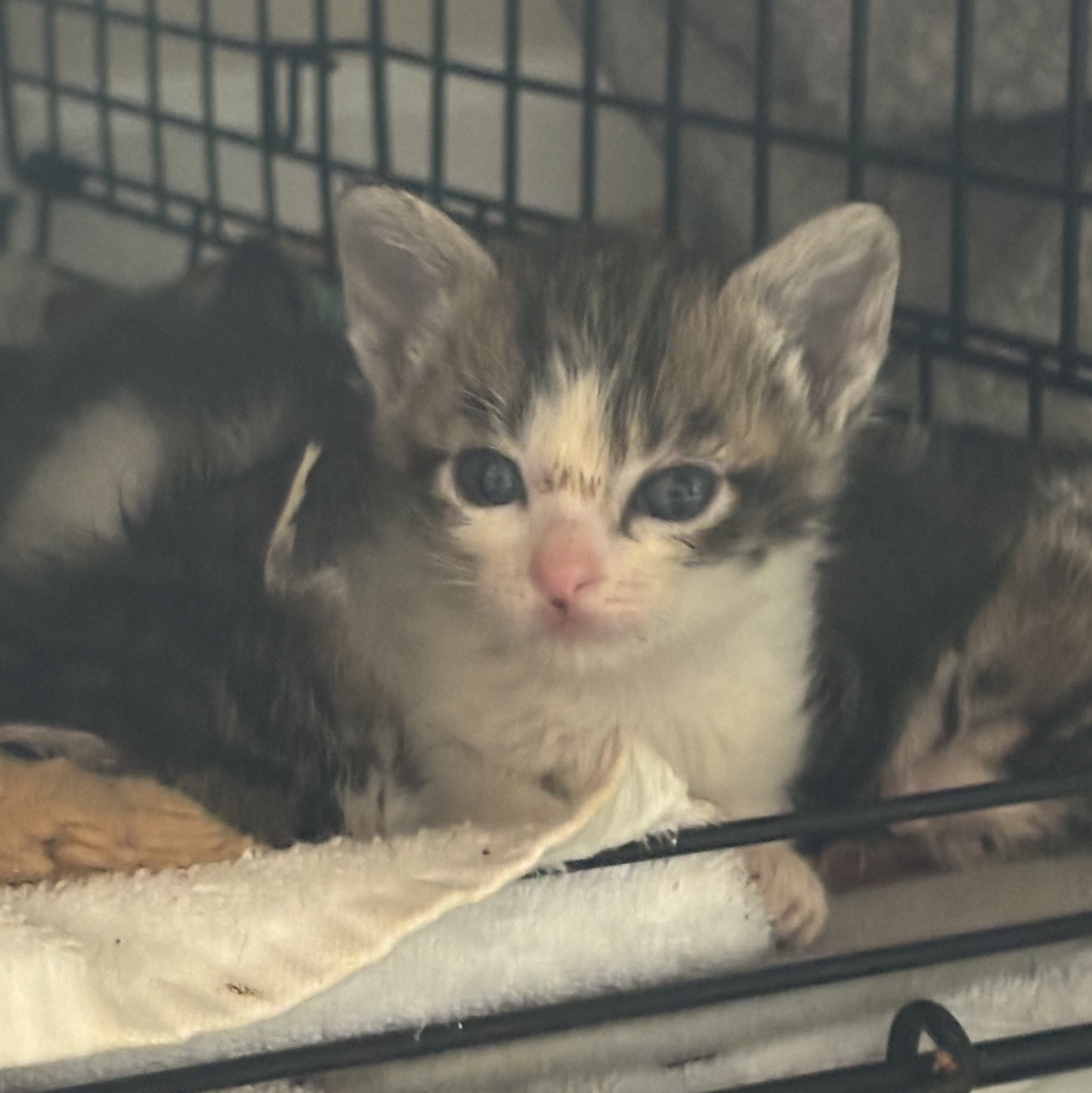 Queen Bee, a Adoptable American Shorthair in Wildomar, CA image 4/4