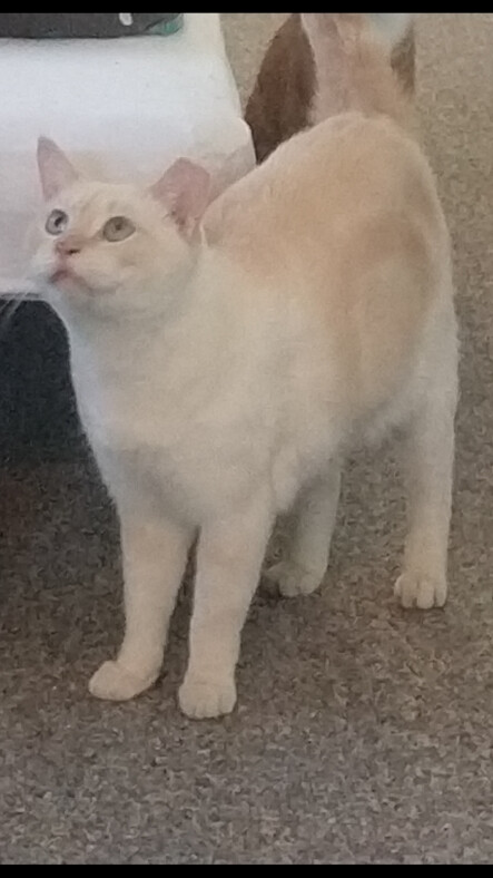 Josh, Adoptable, Adult Male Domestic Short Hair & Siamese.