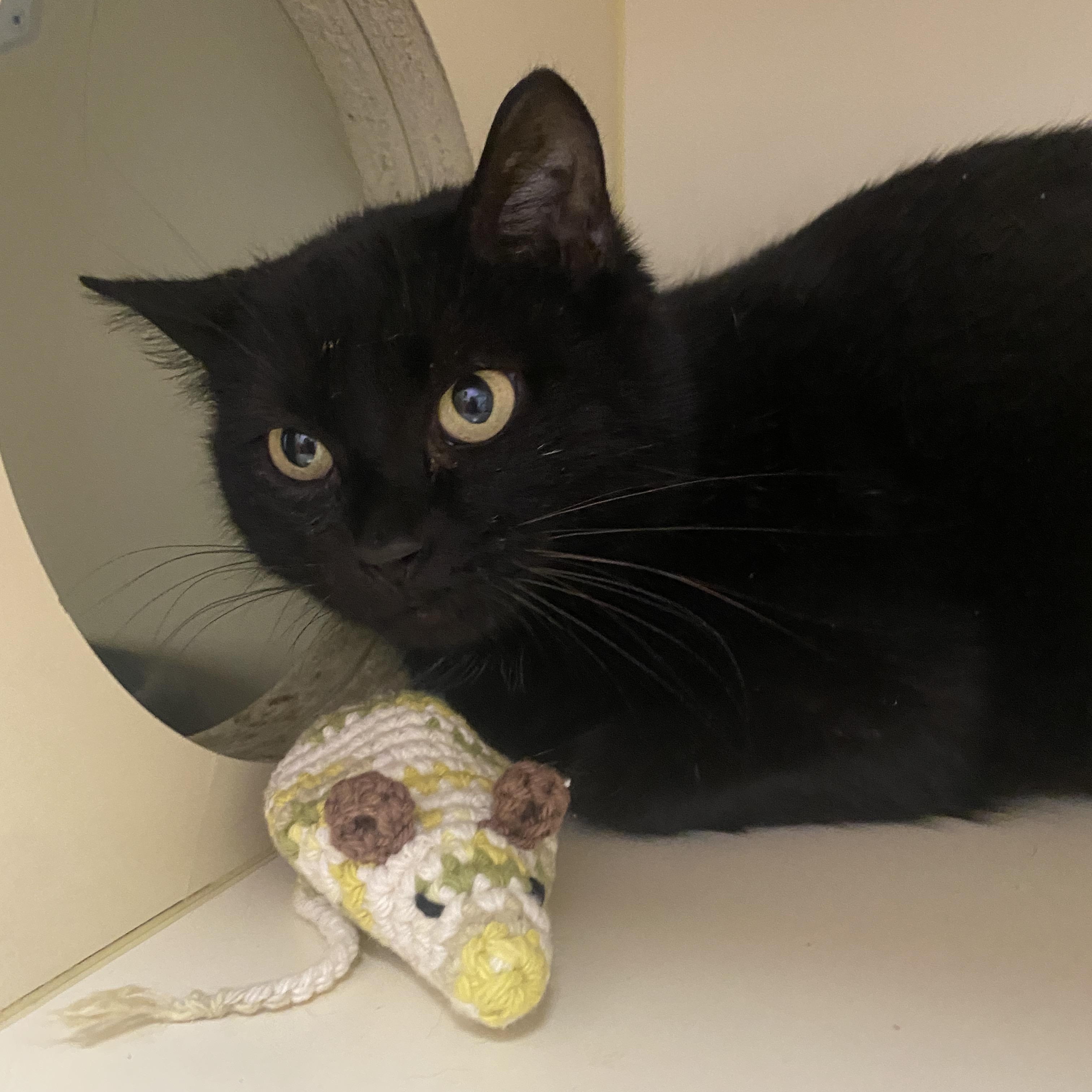 Momma Kitty , a Adoptable Domestic Short Hair in Elyria, OH image 1/3