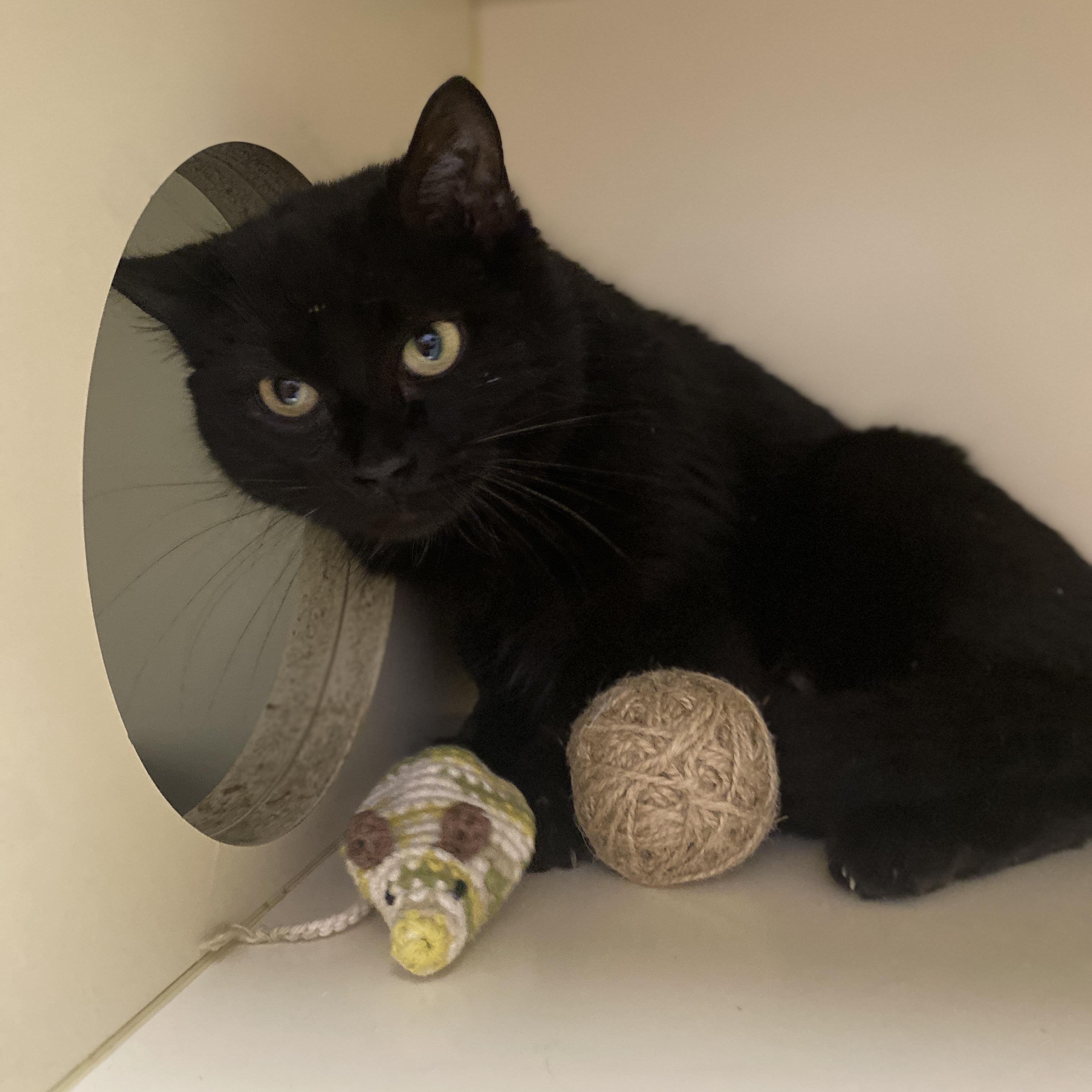 Momma Kitty , a Adoptable Domestic Short Hair in Elyria, OH image 3/3
