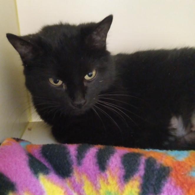 Momma Kitty , a Adoptable Domestic Short Hair in Elyria, OH image 2/3