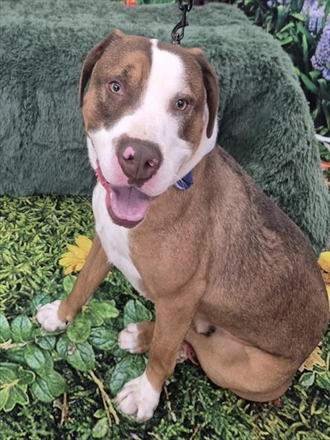 Enlarge SPOTIFY, a Adoptable Pit Bull Terrier in Decatur, IL image 1/1