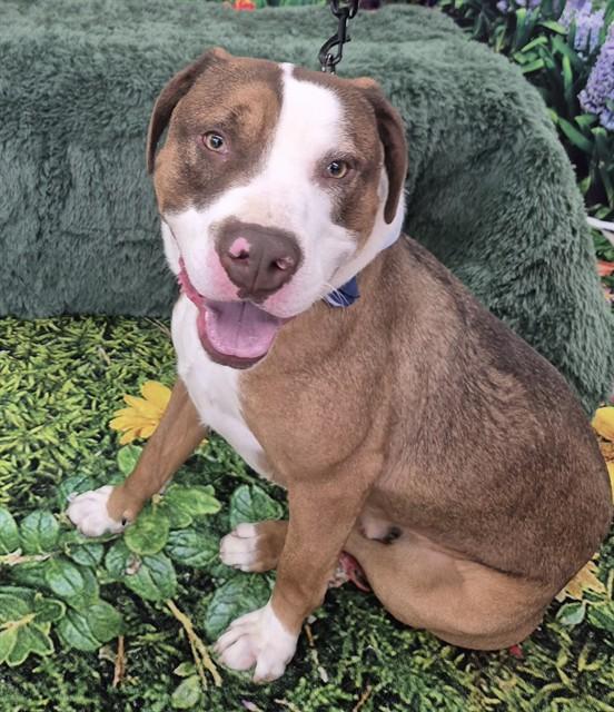 Enlarge SPOTIFY, a Adoptable Pit Bull Terrier in Decatur, IL image 1/1