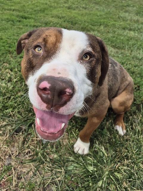 Enlarge SPOTIFY, a Adoptable Pit Bull Terrier in Decatur, IL image 1/1