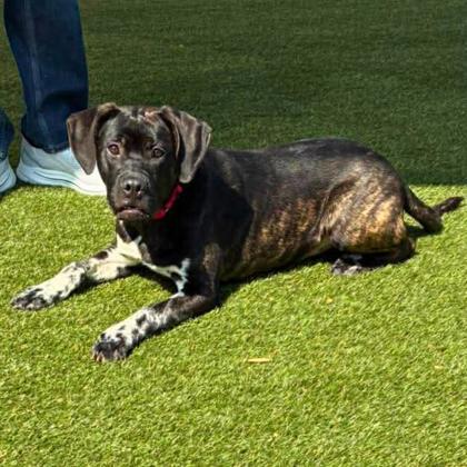 Pickles, Adoptable, Puppy Male Terrier & Mixed Breed.