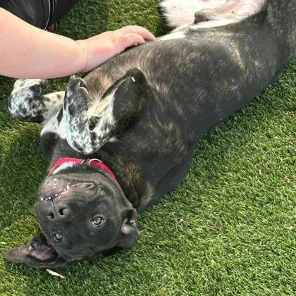 Enlarge Pickles, a Adoptable mixed breed in Gastonia, NC image 2/3