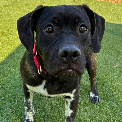 Enlarge Pickles, a Adoptable mixed breed in Gastonia, NC image 3/3